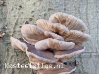 Oesterzwammen op een beukenboom in het park van Kasteel Groeneveld. kasteel Groeneveld.